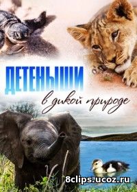 Детеныши в дикой природе (2016)